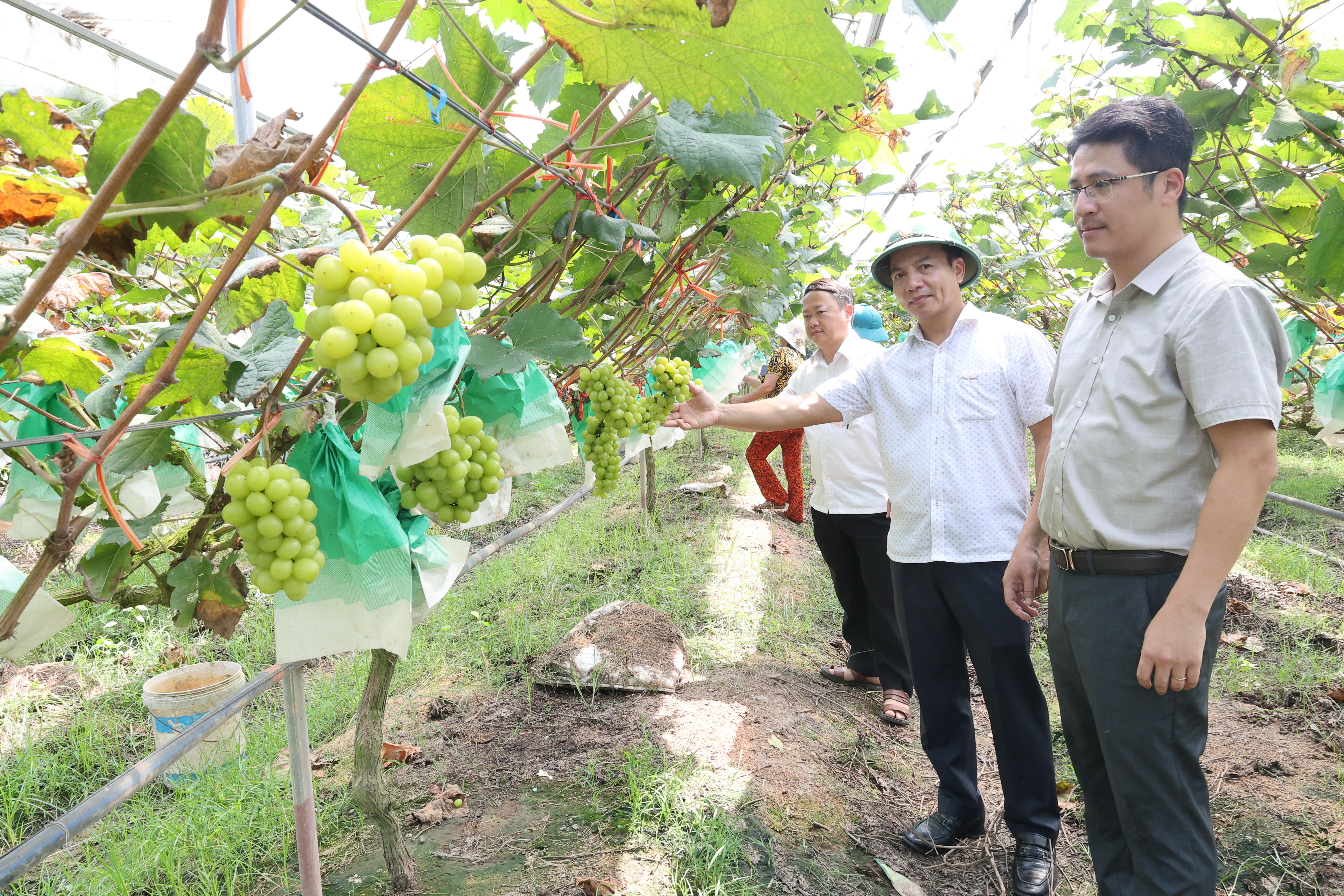 Các đồng chí lãnh đạo xã kiểm tra, thăm mô hình trồng nho sữa Hàn Quốc tại thôn Quang Trung