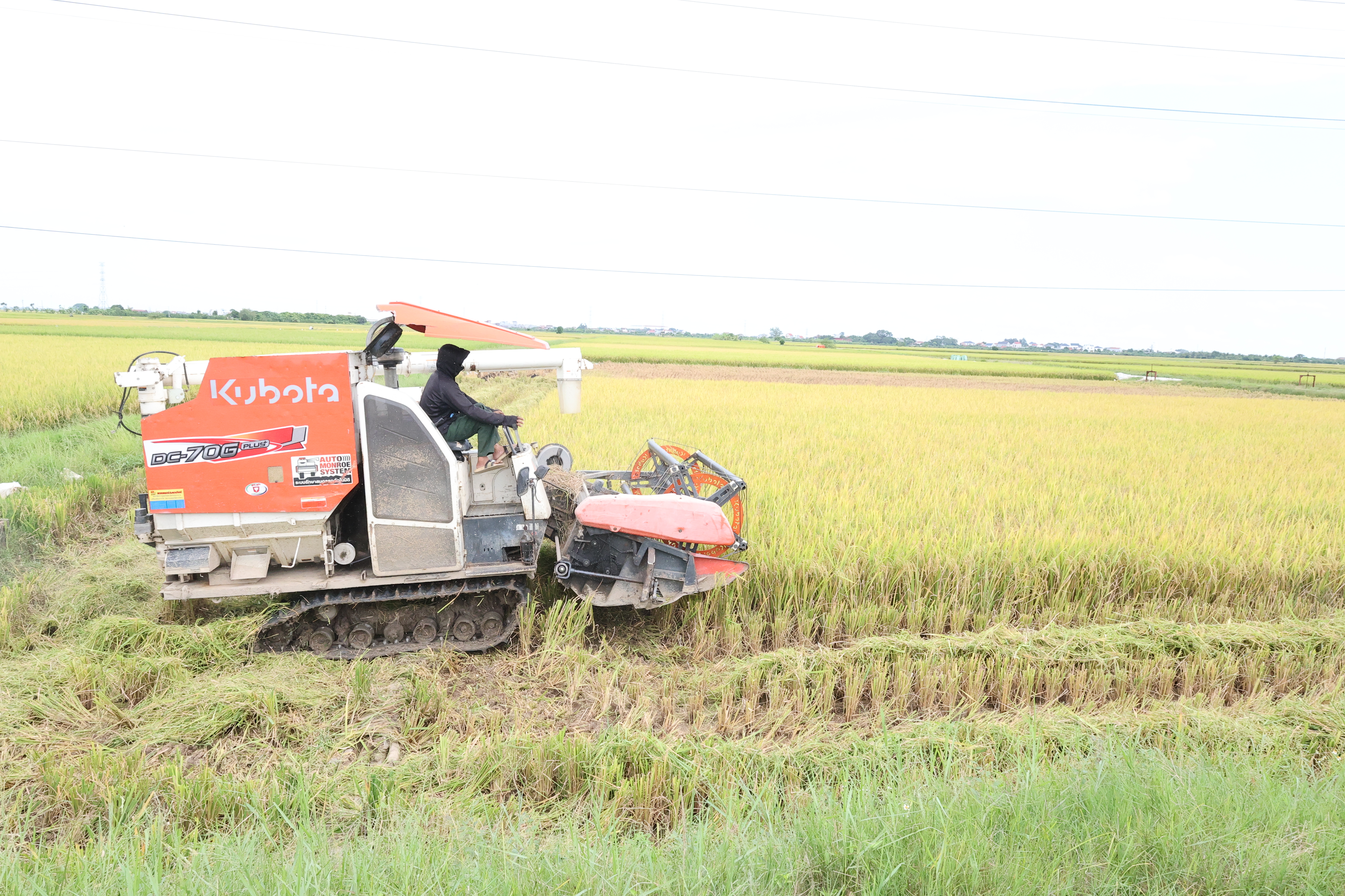 XÃ TIÊN TIẾN TẬP TRUNG THU HOẠCH LÚA MÙA, ĐẨY NHANH SẢN XUẤT CÂY VỤ ĐÔNG